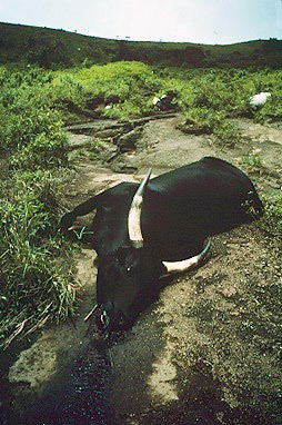 Cattle killed by CO2 from Lake Nyos, 1986