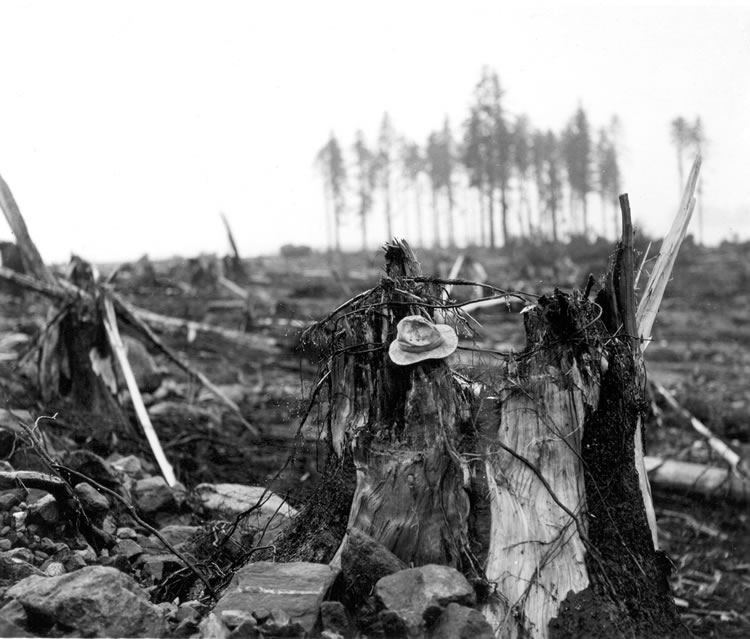 A living spruce stump broken off by the megatsunami at Harbor Point, with a hat for scale
